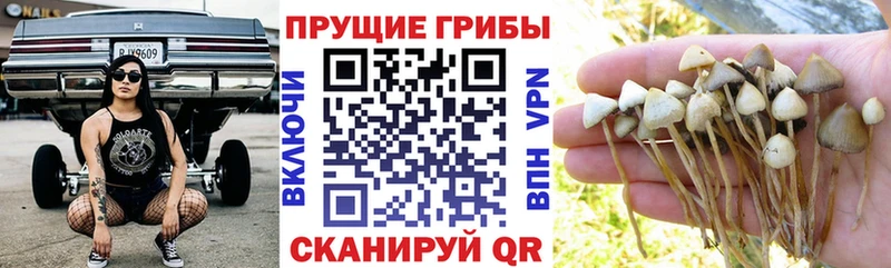 как найти закладки  Белая Холуница  Галлюциногенные грибы прущие грибы 